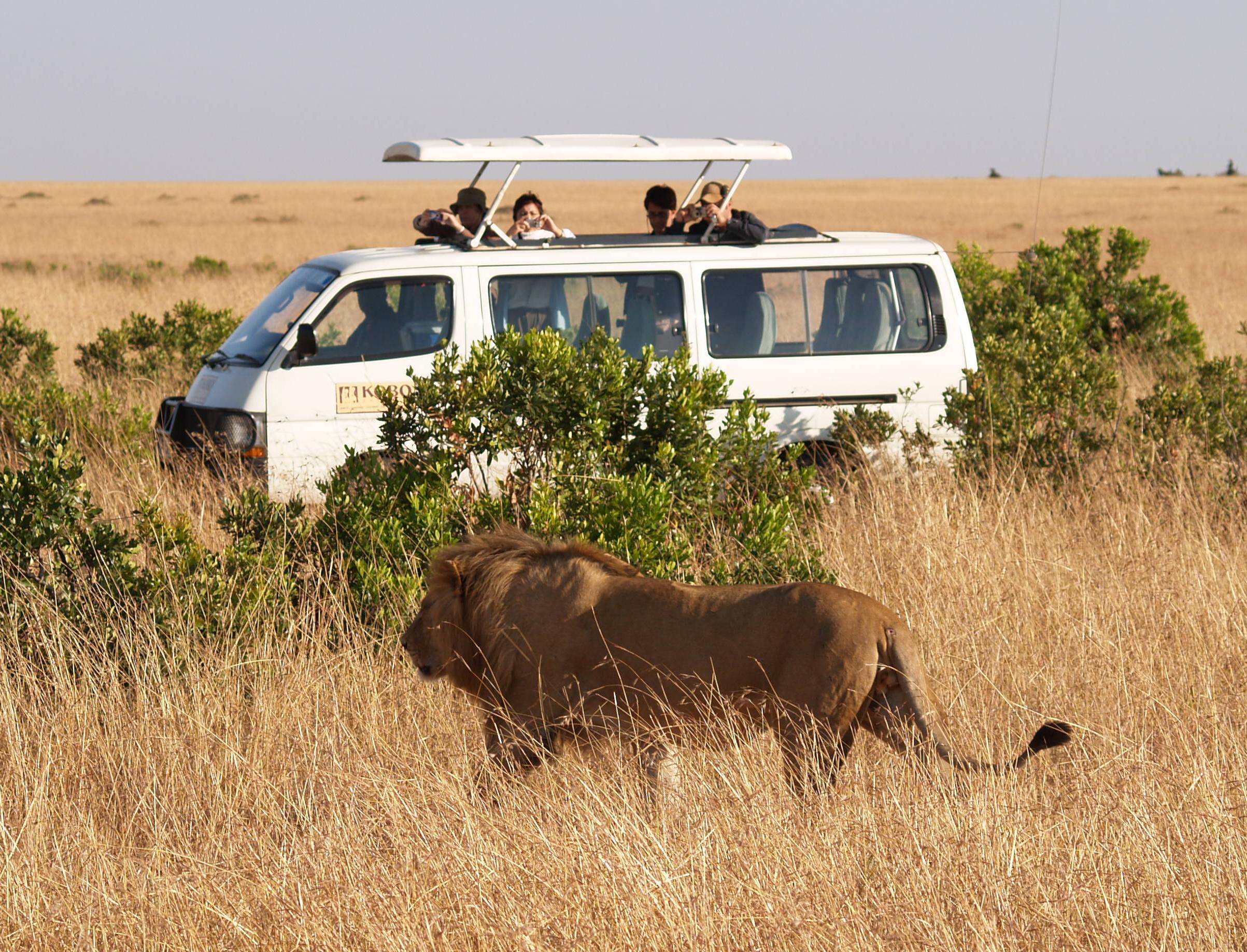 “Los distintos coches para safari”. | Mundo Exótico
